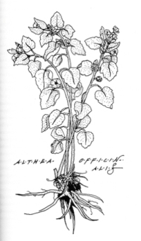 Althea officinalis